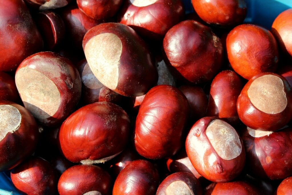 Castañas